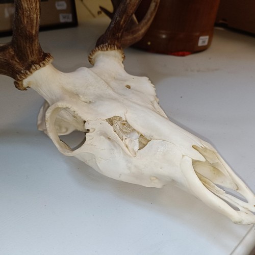 350 - A fallow deer head, with antlers, 55 cm wide, and another, 43 cm wide (2)