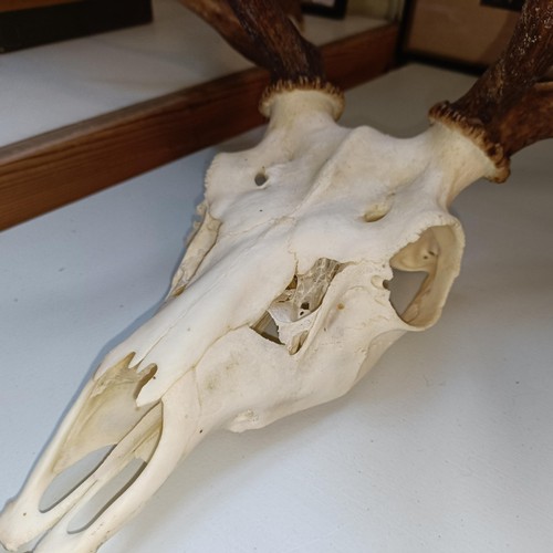 350 - A fallow deer head, with antlers, 55 cm wide, and another, 43 cm wide (2)