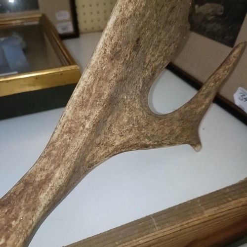 350 - A fallow deer head, with antlers, 55 cm wide, and another, 43 cm wide (2)