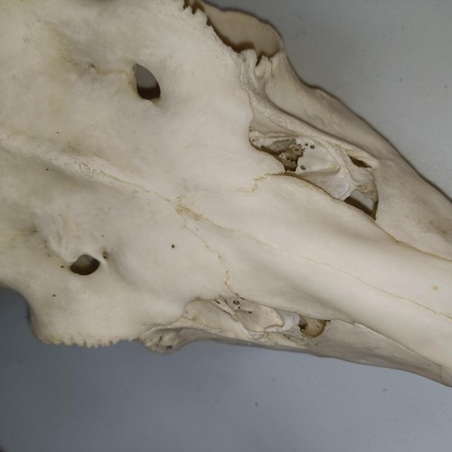 350 - A fallow deer head, with antlers, 55 cm wide, and another, 43 cm wide (2)