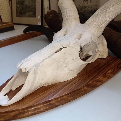 351 - A Kudu skull, with spiral antlers