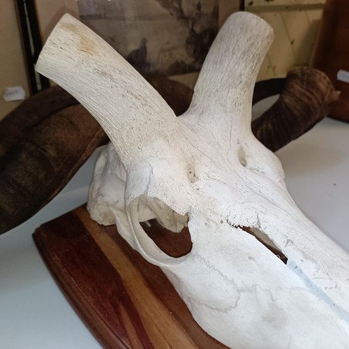 351 - A Kudu skull, with spiral antlers