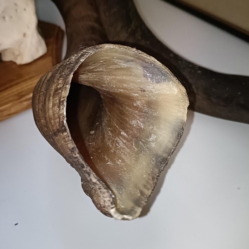 351 - A Kudu skull, with spiral antlers