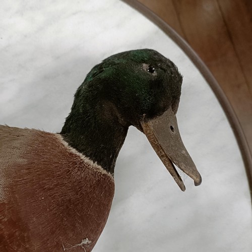 513 - Taxidermy:  A mallard duck, 33 cm high