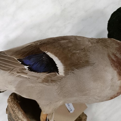 513 - Taxidermy:  A mallard duck, 33 cm high