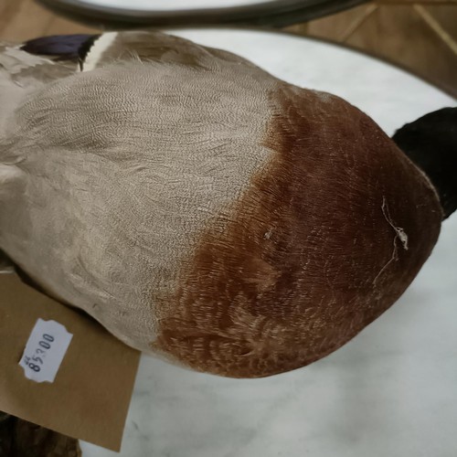 513 - Taxidermy:  A mallard duck, 33 cm high