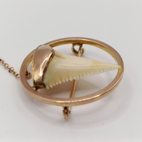 750 - A 9ct gold and shark's tooth brooch, in a vintage jewellery box