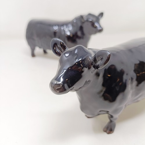 1010 - A Beswick Aberdeen Angus Bull, 1562, an Aberdeen Angus Cow, 1563, and a Jersey Cow, 1345, all gloss ... 