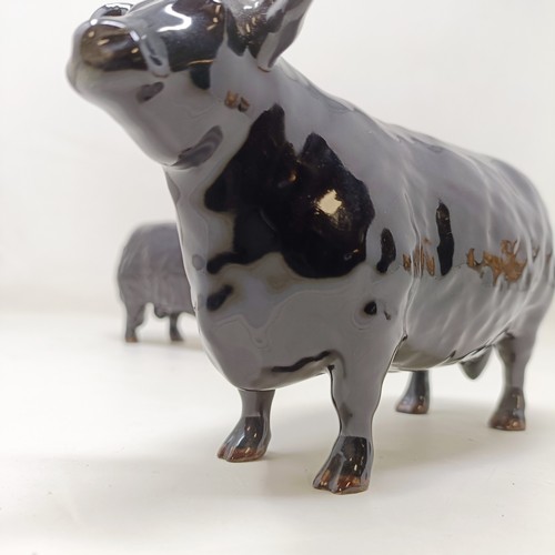 1010 - A Beswick Aberdeen Angus Bull, 1562, an Aberdeen Angus Cow, 1563, and a Jersey Cow, 1345, all gloss ... 