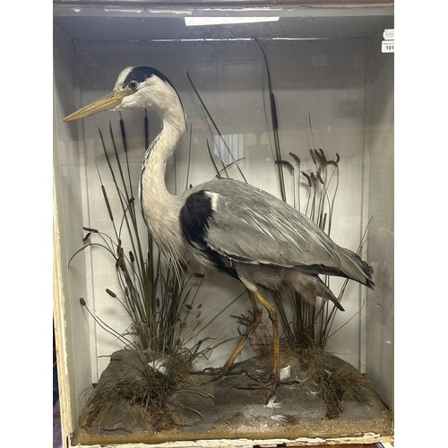 1014 - Taxidermy: A heron, in a naturalistic setting, 90 cm