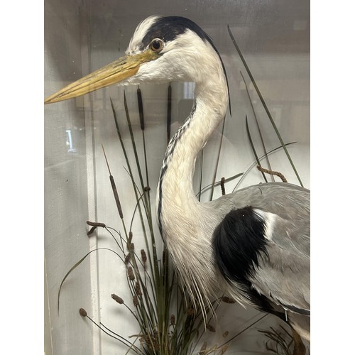1014 - Taxidermy: A heron, in a naturalistic setting, 90 cm