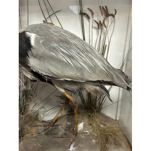1014 - Taxidermy: A heron, in a naturalistic setting, 90 cm