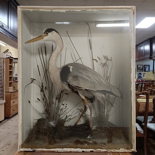 1014 - Taxidermy: A heron, in a naturalistic setting, 90 cm