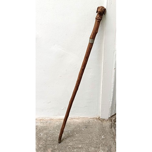 1130 - A late 19th/early 20th century novelty walking stick, with carved handle in the form of a dog, 92 cm... 