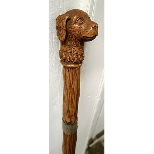 1130 - A late 19th/early 20th century novelty walking stick, with carved handle in the form of a dog, 92 cm... 