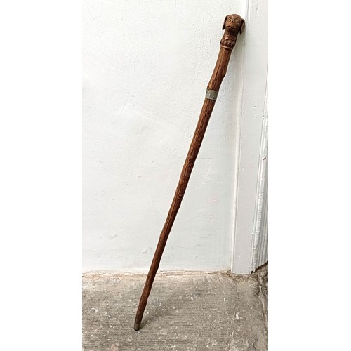 768 - A late 19th/early 20th century novelty walking stick, with carved handle in the form of a dog, 92 cm... 
