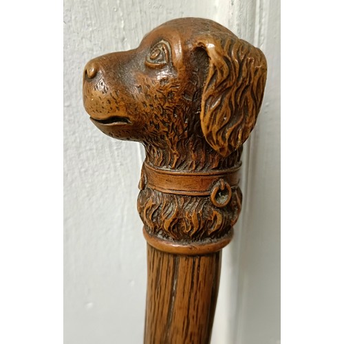 768 - A late 19th/early 20th century novelty walking stick, with carved handle in the form of a dog, 92 cm... 