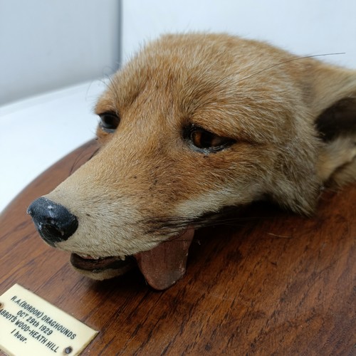 871 - Taxidermy: A fox's mask on an oak shield shaped plaque, labelled R.A. (Bordon) Draghounds, Oct 29th ... 