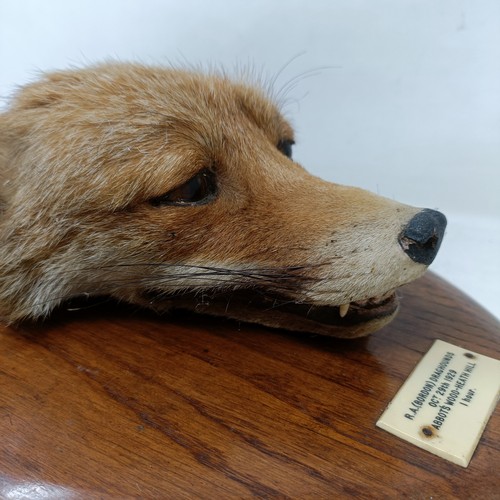 871 - Taxidermy: A fox's mask on an oak shield shaped plaque, labelled R.A. (Bordon) Draghounds, Oct 29th ... 