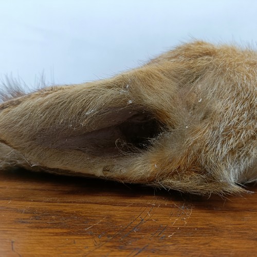 871 - Taxidermy: A fox's mask on an oak shield shaped plaque, labelled R.A. (Bordon) Draghounds, Oct 29th ... 