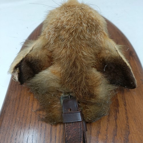 871 - Taxidermy: A fox's mask on an oak shield shaped plaque, labelled R.A. (Bordon) Draghounds, Oct 29th ... 