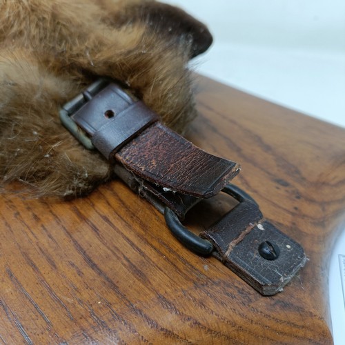 871 - Taxidermy: A fox's mask on an oak shield shaped plaque, labelled R.A. (Bordon) Draghounds, Oct 29th ... 