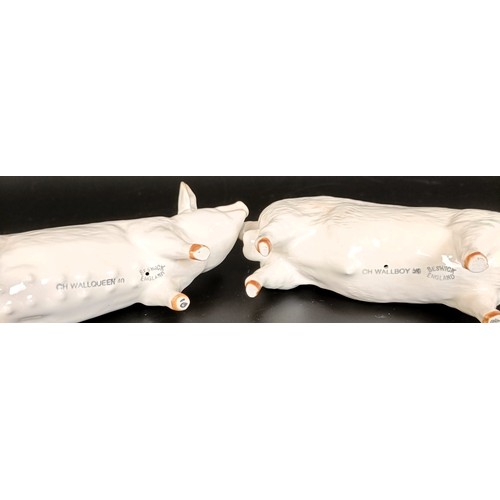 243 - A Beswick Sow, 1452A , and a Boar, 1453A, both gloss (2)