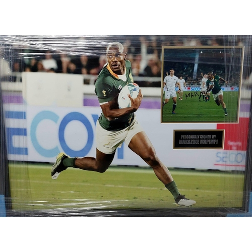 1720 - Makazole Mapimpi Signed And Framed South Africa World Cup 2019 Display Coa