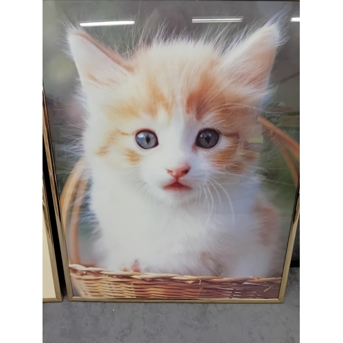 194 - Lot of 2 pictures&nbsp; 
1 white and ginger cat in basket 
Size 51cm x 41cm&nbsp; 
1 prize carnation... 