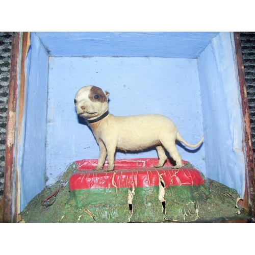 55 - Rare Victorian Cased Taxidermy Specimen of an Extraordinary âwhimscal  Miniature Dog . Specimen 7 ... 