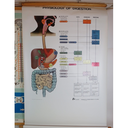 186 - Two medical teaching diagrams by Adam Rouilly, The Physiology of Digestion (1970) and Autonomic Nerv... 