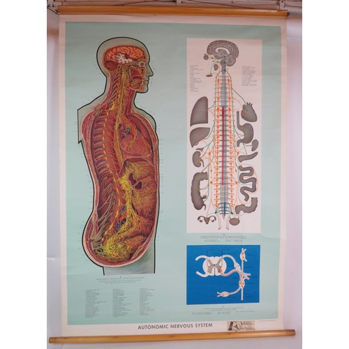 186 - Two medical teaching diagrams by Adam Rouilly, The Physiology of Digestion (1970) and Autonomic Nerv... 