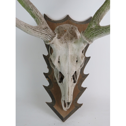 95 - A mounted stag's skull and antlers on oak arrowhead plaque, nicely weathered. Overall height 85cm. C... 