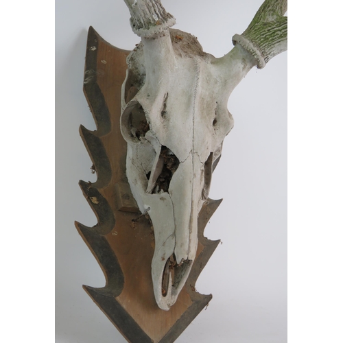 95 - A mounted stag's skull and antlers on oak arrowhead plaque, nicely weathered. Overall height 85cm. C... 