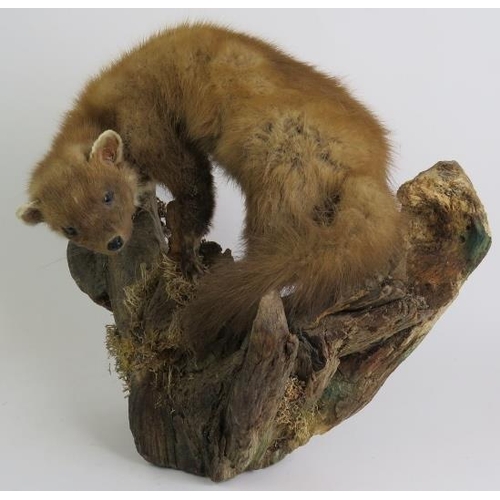 81 - A taxidermy pine marten posed on a cleft log with natural lichen and moss, overall height 40cm.
Cond... 