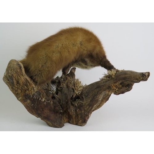 81 - A taxidermy pine marten posed on a cleft log with natural lichen and moss, overall height 40cm.
Cond... 