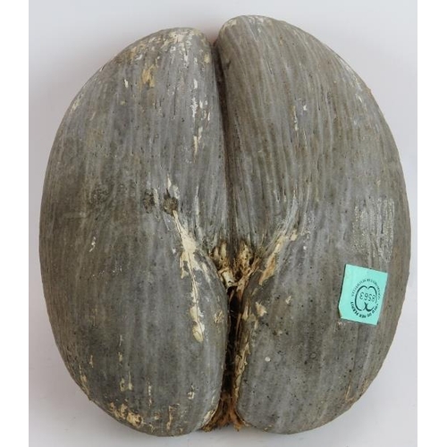 244 - A large Coco De Mer nut in its natural state with Seychelles permit label. 35cm x 28cm.
Condition re... 