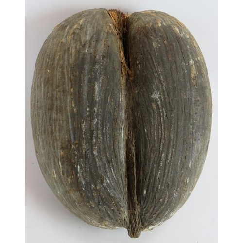 244 - A large Coco De Mer nut in its natural state with Seychelles permit label. 35cm x 28cm.
Condition re... 