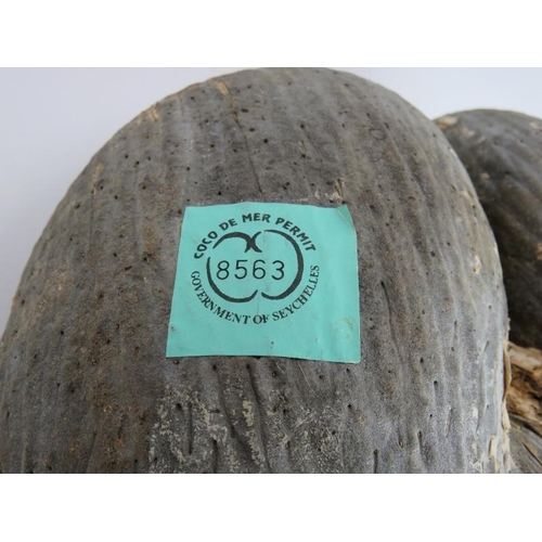 244 - A large Coco De Mer nut in its natural state with Seychelles permit label. 35cm x 28cm.
Condition re... 