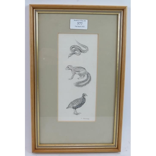 581 - Trevor Boyer (British, b.1948) - 'A Snake, a Stoat, and a bird', pencil drawing, signed, 20cm x 9cm,... 