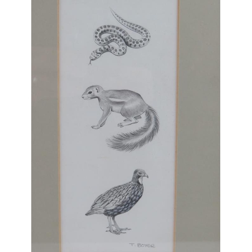 581 - Trevor Boyer (British, b.1948) - 'A Snake, a Stoat, and a bird', pencil drawing, signed, 20cm x 9cm,... 