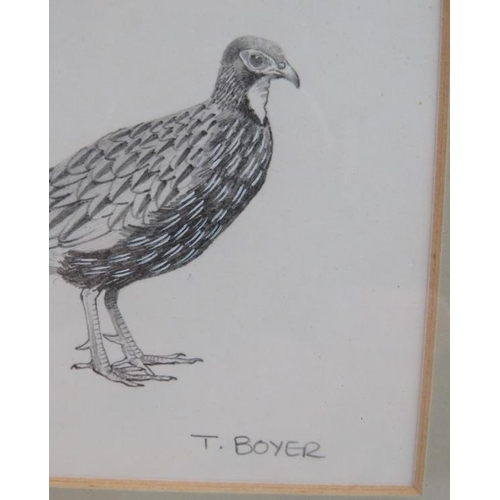 581 - Trevor Boyer (British, b.1948) - 'A Snake, a Stoat, and a bird', pencil drawing, signed, 20cm x 9cm,... 