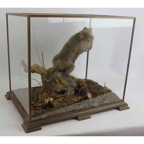 228 - A taxidermy grey squirrel mounted in a naturalistic setting and displayed in a good quality glazed c... 