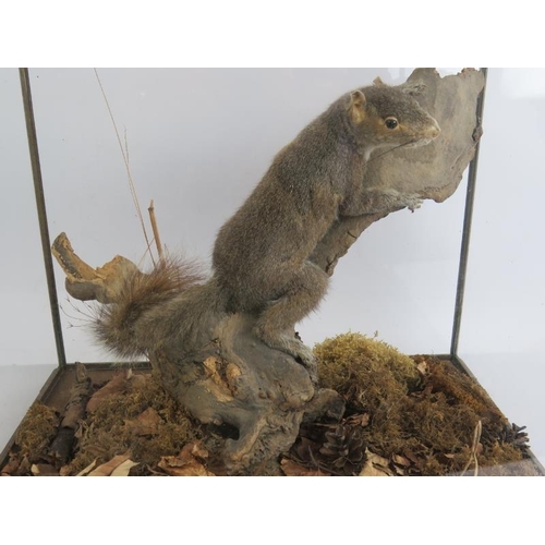 228 - A taxidermy grey squirrel mounted in a naturalistic setting and displayed in a good quality glazed c... 