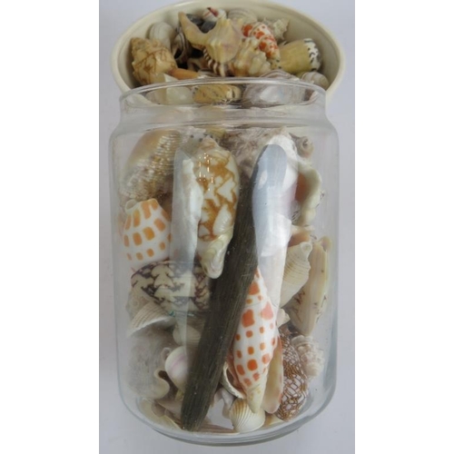 190 - A small collection of seashells including a nautilus shell.
Condition report: No issues.