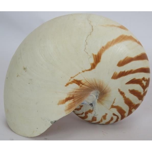 190 - A small collection of seashells including a nautilus shell.
Condition report: No issues.