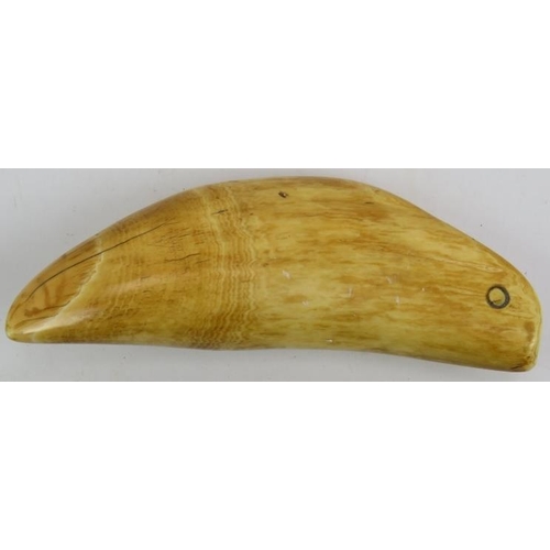 24 - A South Pacific Fijian Tabua sperm whale tooth, possibly 18th/19th century. Fashioned with a suspens... 