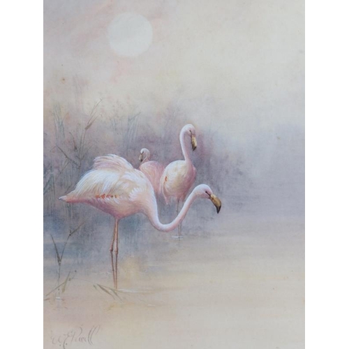 585 - William E. Powell (1878-1955) - 'Three Flamingos', watercolour, signed, old label verso for Henry Gr... 