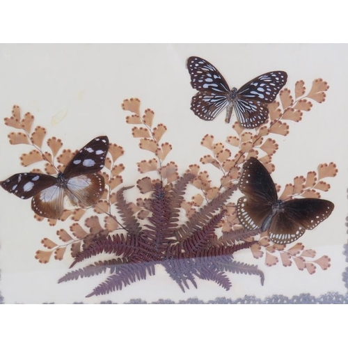 59 - A 1930s collage of three butterflies on ferns bordered by a lace edging in a Black Forest style pine... 