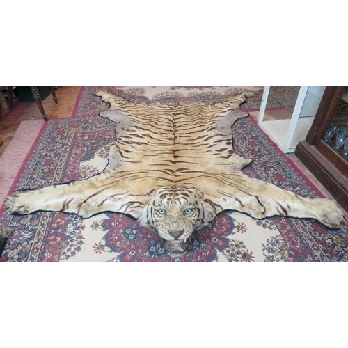 1 - A large taxidermy Indian tiger skin rug, c1920s, with fully mounted head and backed onto cotton canv... 